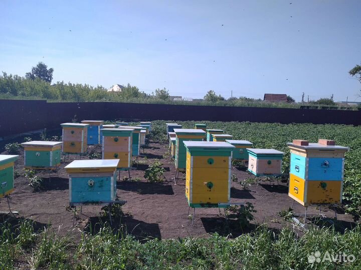 Продам пчелосемьи