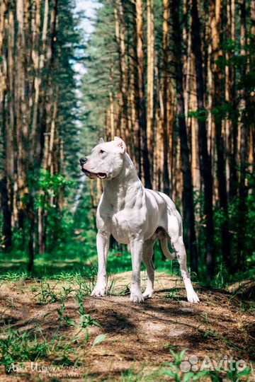 Аргентинский дог