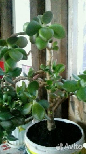 Денежное дерево