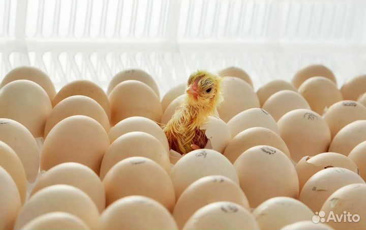 Инкубационное яйцо утки, гуся, несушки