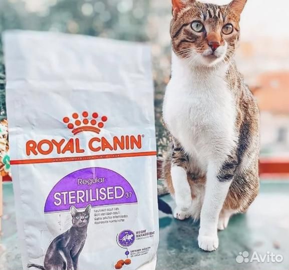 Kорм для кошек royal canin Royal Canin сухой для к