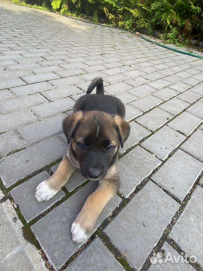 Щенки бесплатно