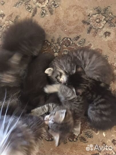 Котята