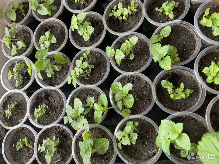 Агератум рассада