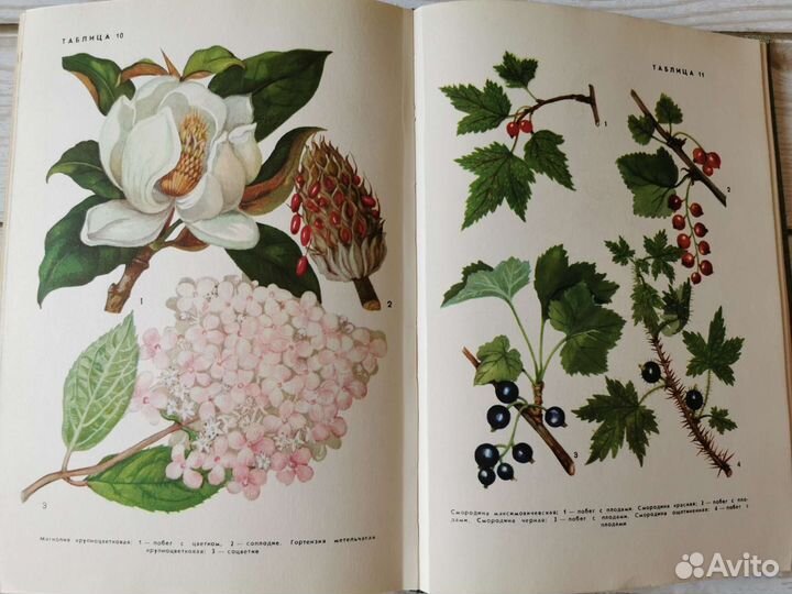 Книга о деревьях и кустарниках СССР