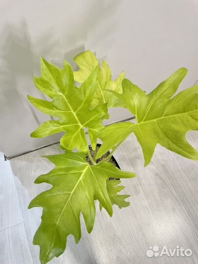 Растения для дома/офиса