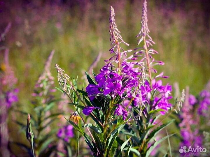 Иван-чай 1 кг кипрей нет кофеина, тот самый