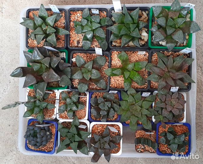Haworthia – Хавортии коллекционные продаю