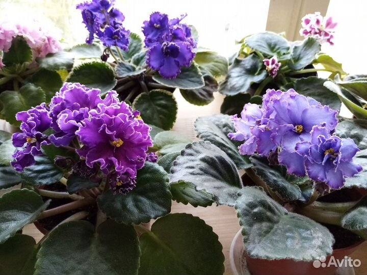 Фиалки, листья свежесрезанные