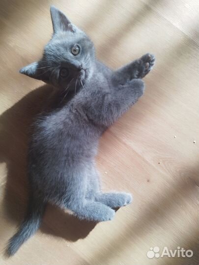 Домашние животные кошки