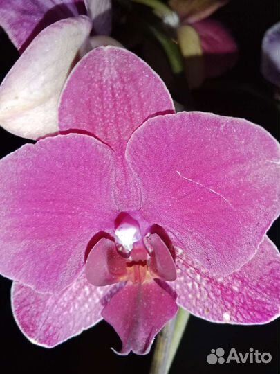 Орхидея фаленопсис