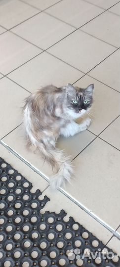 Кошка-потеряшка