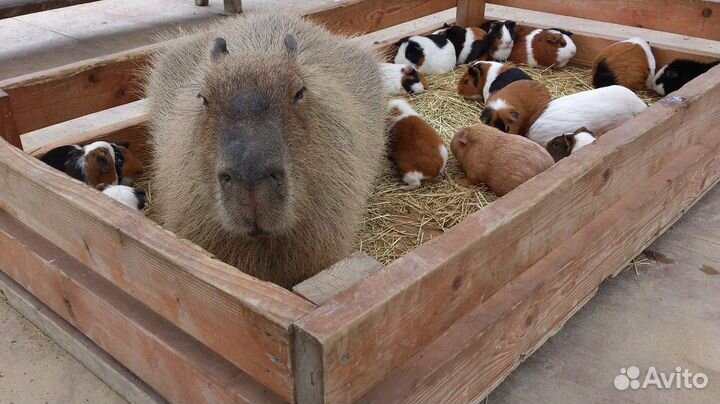 Морская свинка с клеткой (усвиновлю)