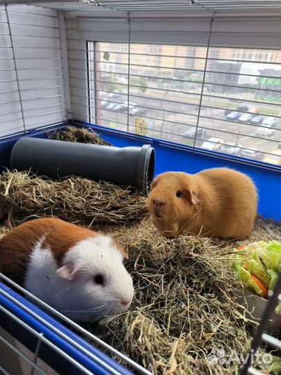 Морская свинка