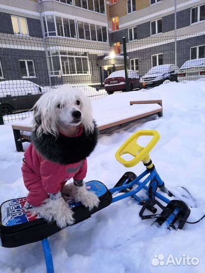 Одежда для собак