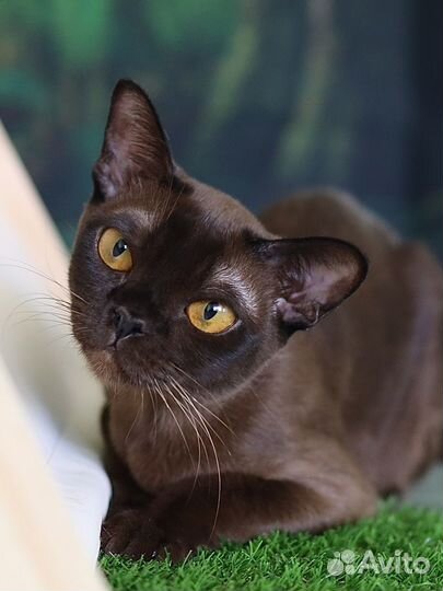 Бурманская кошка