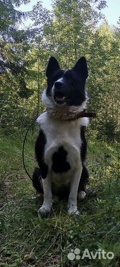 Карельская медвежья собака