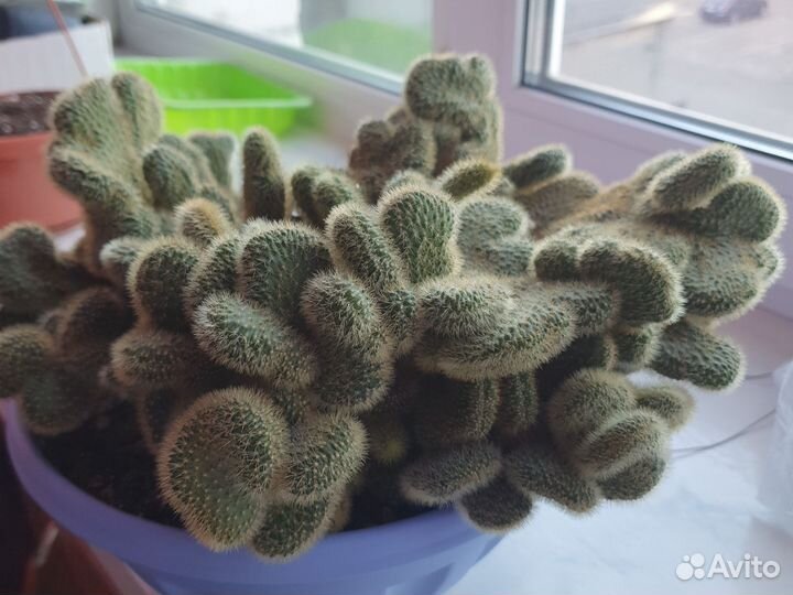 Большой кактус