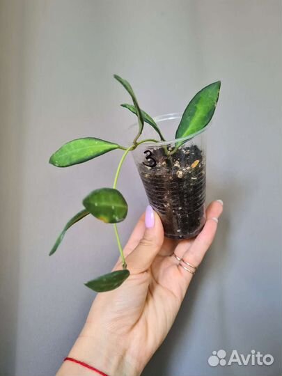 Хойя Буртони вариегата Hoya Burtoniae Var