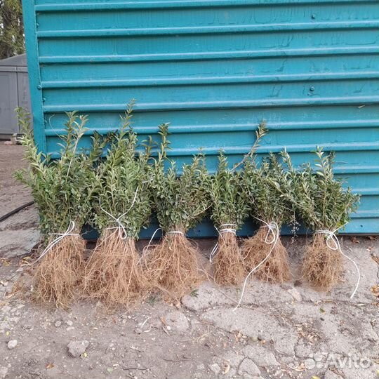 Бирючина,подвой,алыча,айва в обьеме