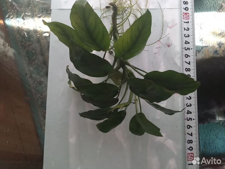 Растения аквариумные