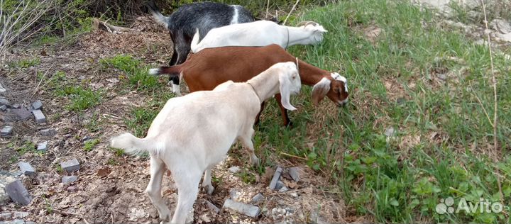 Козы 50/50 нубийцы/камори