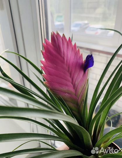 Тилландсия анита