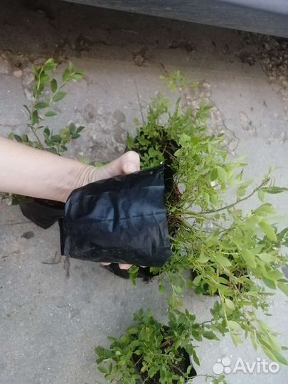 Черника садовая 