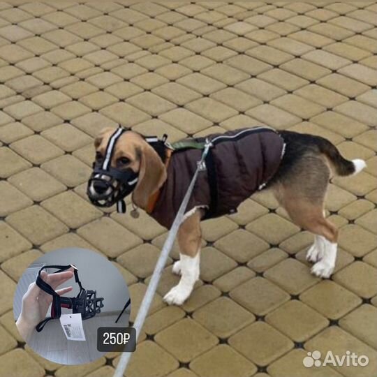 Шлейка куртка для собаки