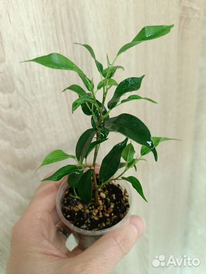 Сортовые фикусы часть 2