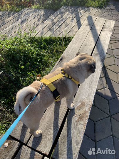 Шлейка для вашего пятачка анатомическая