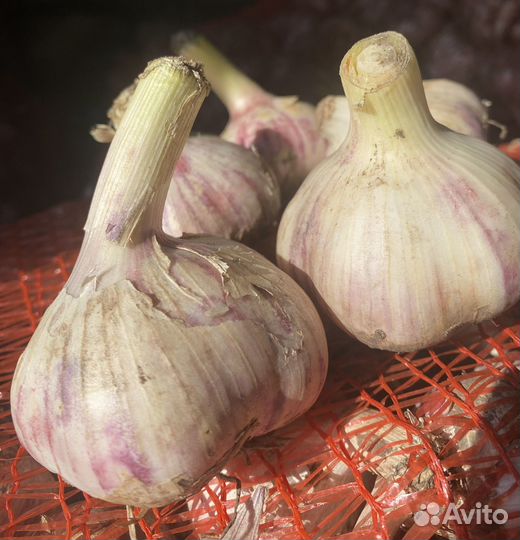 Чеснок на посадку Любаша