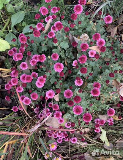 Хризантема мультифлора