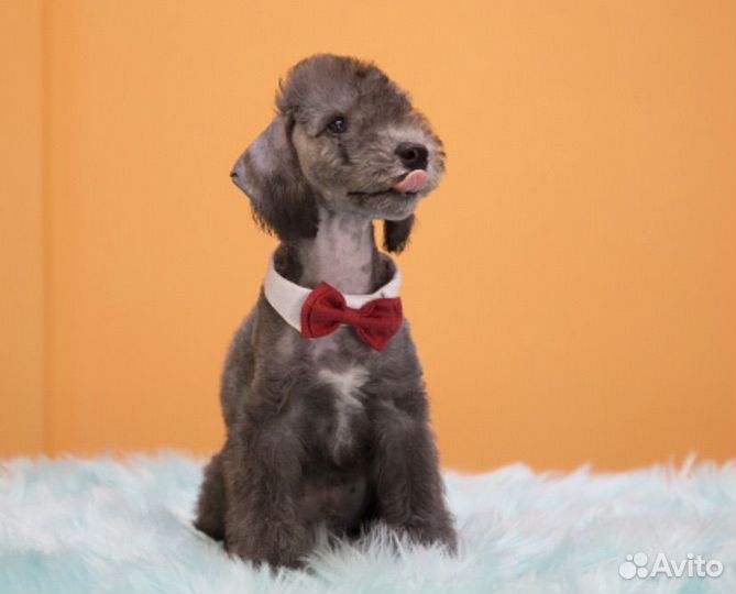 Бедлингтон терьер