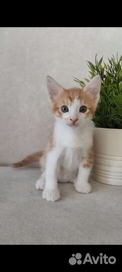 Котята в дар