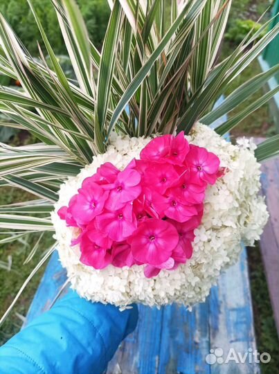 Живые цветы букеты