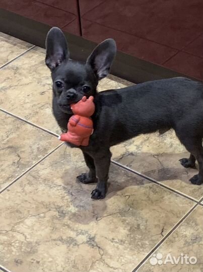 Вязка кобель чихуахуа