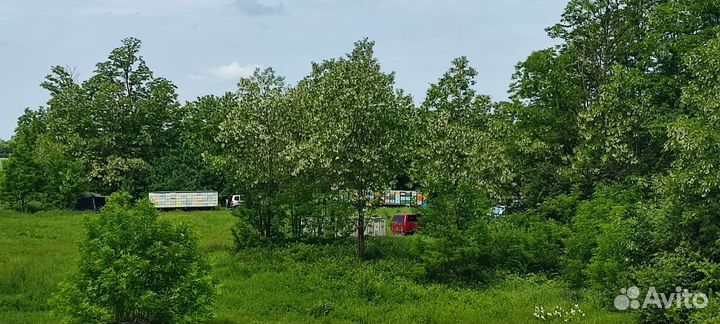 Мёд 2023 года со своей пасеки