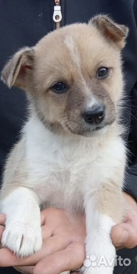 Отдам в добрые руки