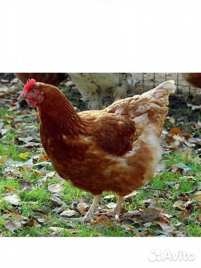 Куры несушки ломан браун