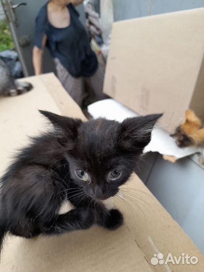 Подкинули котяток