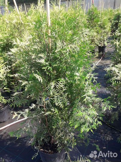 Туя брабант 100см