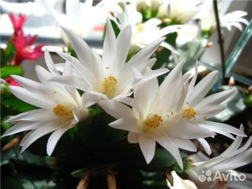 Рипсалидопсис, лесные кактусы