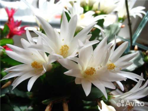 Рипсалидопсис, лесные кактусы