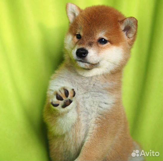 Щенки сиба шиба ину