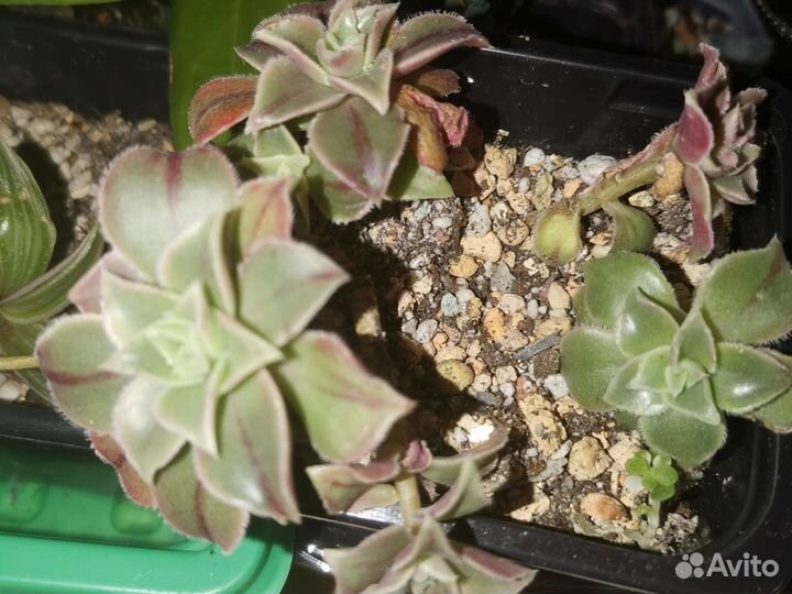 Суккуленты разные