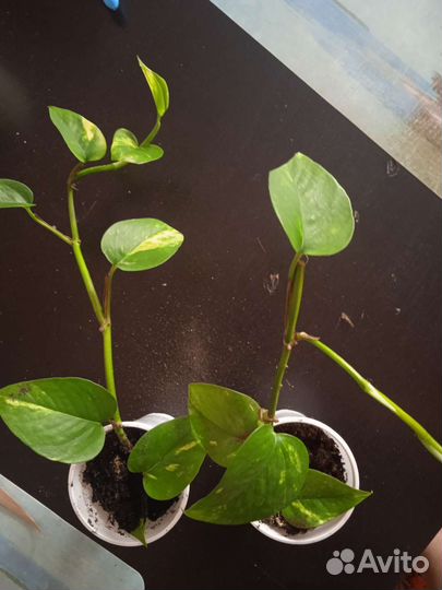 Эпипремнум золотистый.Очищает воздух