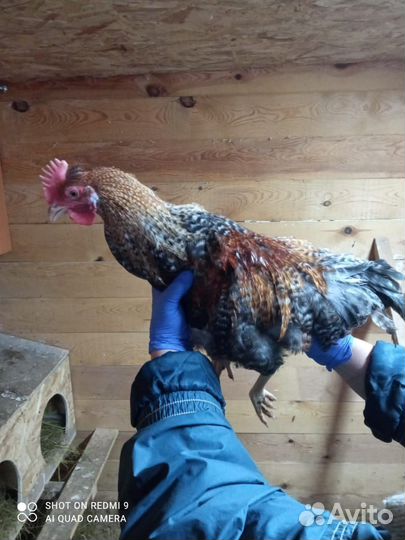 Молодые петухи