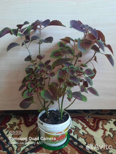 Комнатные цветы