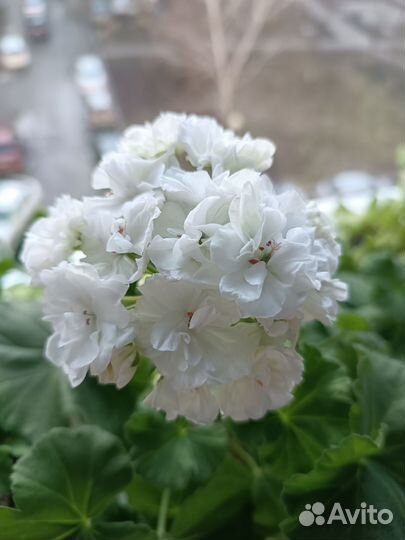 Пеларгонии сортовые